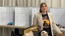 Pedigree cats to take center stage at Joliet show
