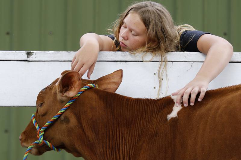 Addison Cunningham, 12, of Harvard, pets Tabbi, a Guernsey show cow, as Cunningham waits for her turn to use the hose to wash her cattle at the McHenry County Fairgrounds on Monday, Aug. 2, 2021, in Woodstock. The fair opens noon Tuesday and continues through Sunday with a variety of events, carnival rides, food and music.