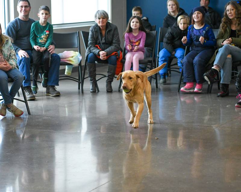 Bugsy, a 3-year-old yellow Labrador, retrieves a ball during a demonstration from JayBird Training during the Sycamore Park District's Fire and Ice Festival held at Sycamore Park District Community Center on Saturday, Jan. 13, 2024.