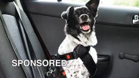 Tips for Making Holiday Travel Safe for Pets