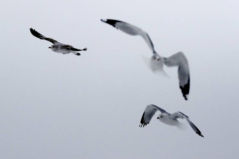 Gulls fly Wednesday, Fen 11, 2025, as the snow comes down in McHenry
