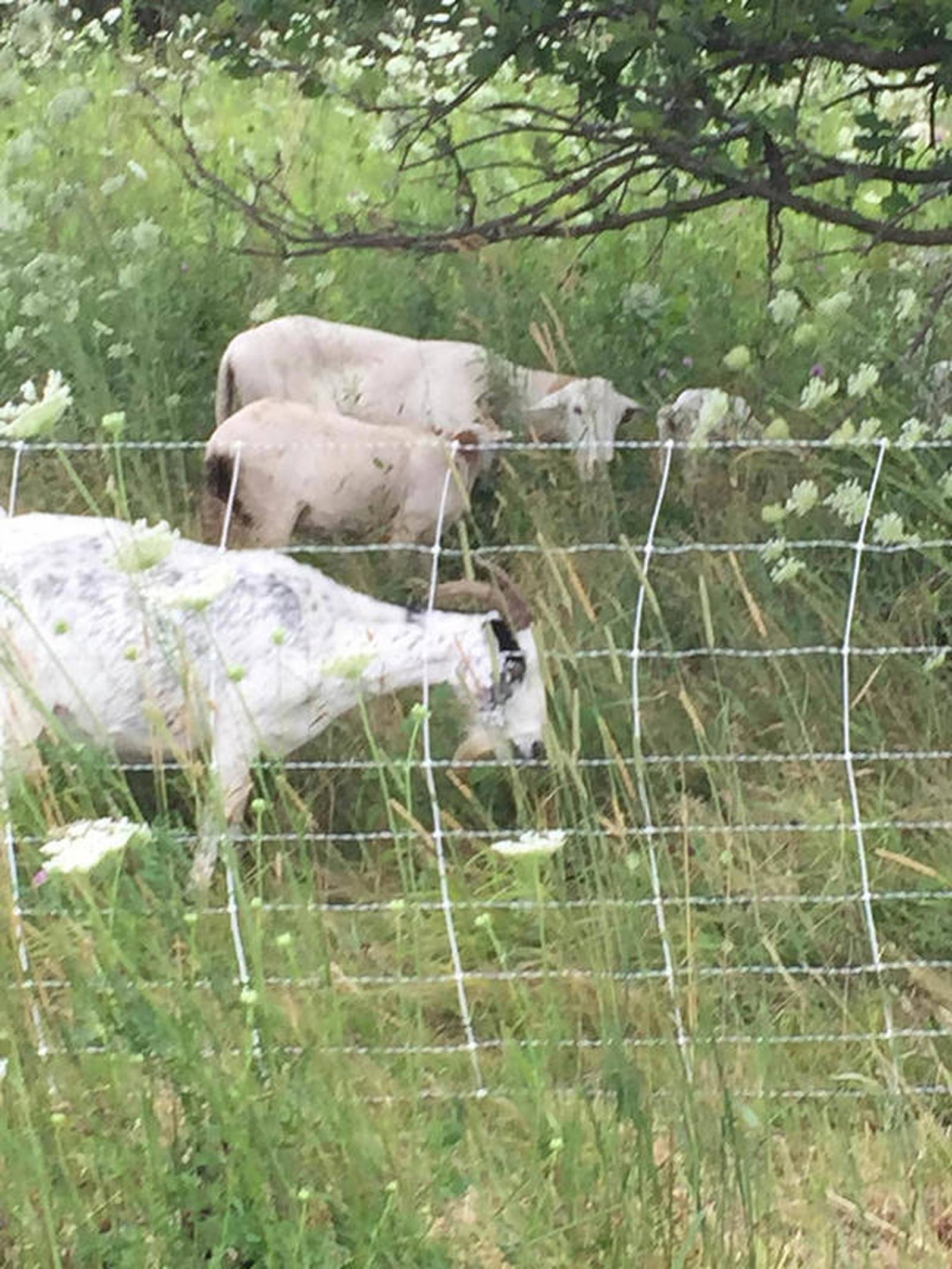 Goats, sheep return to graze Downers Grove Park District natural areas