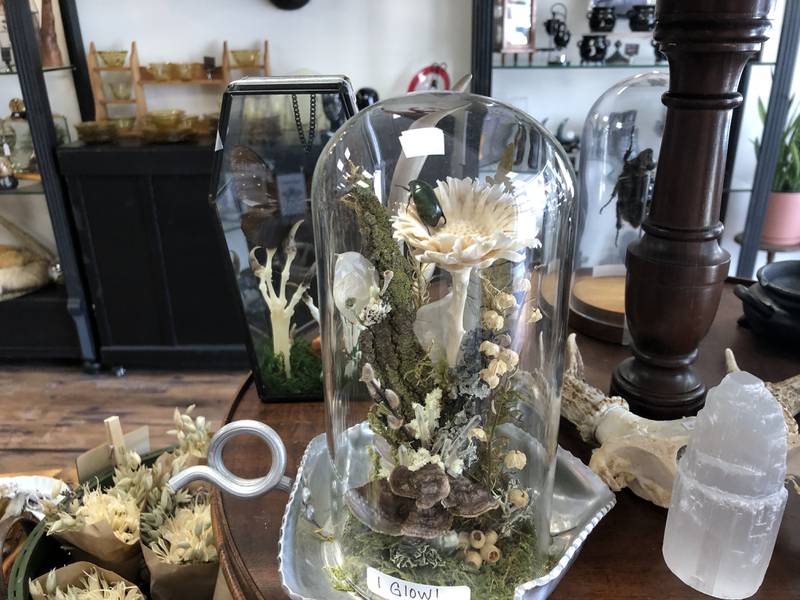 Lori Fisher's Preserved Peculiarities at 1312 N. Riverside Dr., McHenry, sells mounted mammals, bugs, flowers and more at the shop that opened on Friday, June 13, 2025.