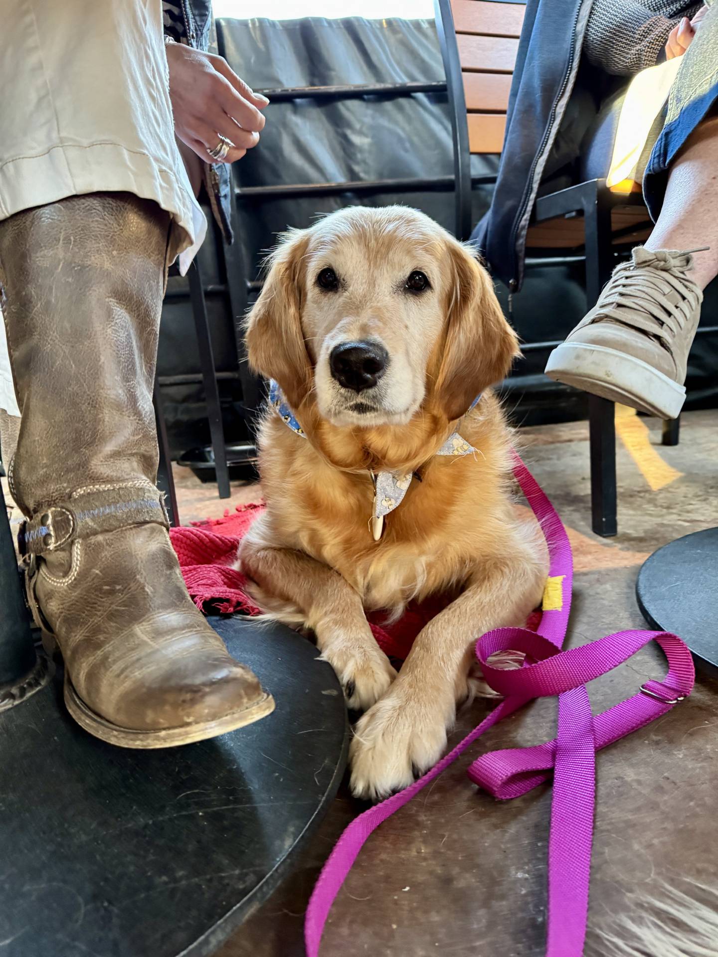Nutmeg, a 6-year-old rescue from As Good As Gold - Golden Retriever Rescue of Illinois.