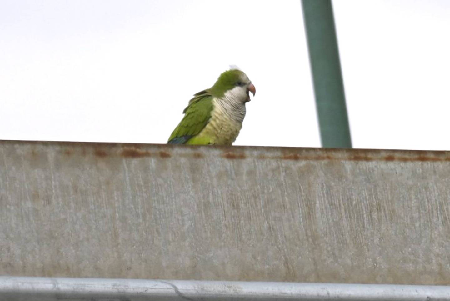 One of the estimated 25 monk parakeets nesting at the ComEd substation in Lombard near the Great Western Trail.