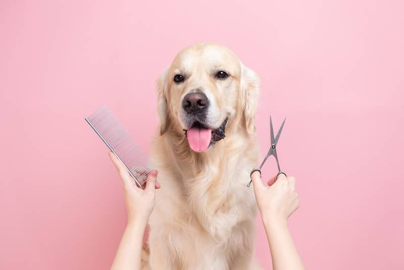 Cedar Lane Kennels - Tips for Choosing a Terrific Dog Groomer