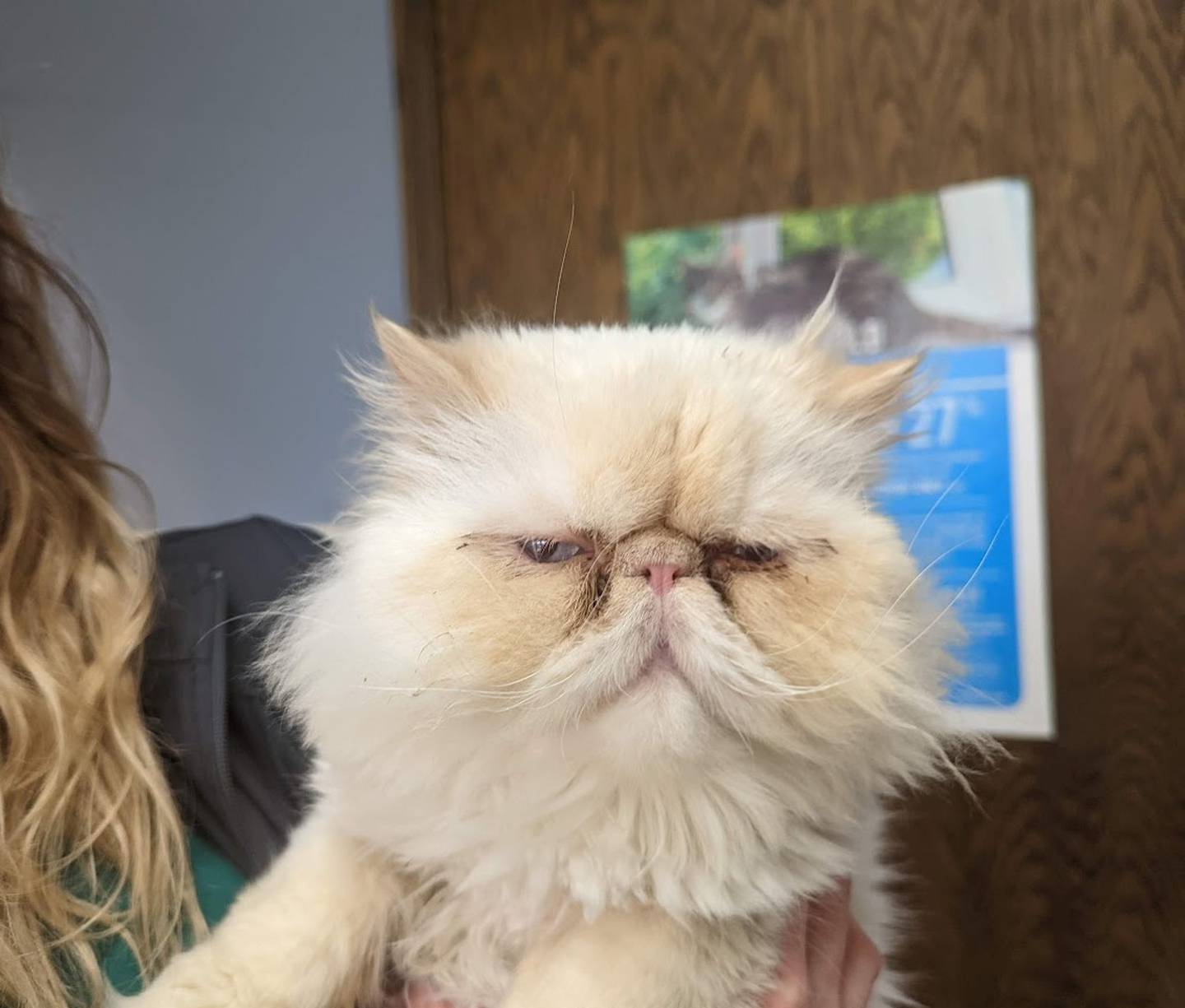 Larry is a Persian cat that was brought into VCA Joliet Animal Hospital as a stray, along with his siblings Moe and Curly. Larry's siblings are now adopted. It's time for Larry to find his forever home, too. Larry is friendly, cuddly and camera-shy.