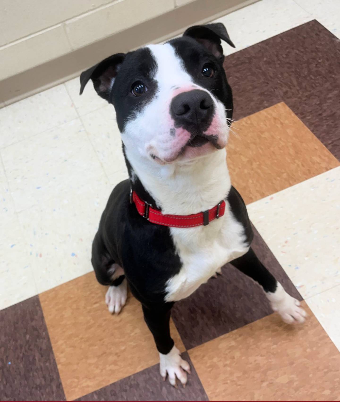 Bando is a 9-month-old pittie that likes to play and does well with other dogs. He previously lived with children and loves engaging with families, whether that’s lounging on the couch or hopping into the car for a quick errand run. To meet Bando, call Joliet Township Animal Control at 815-725-0333.