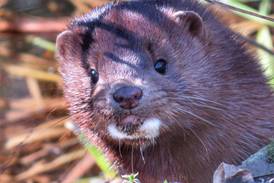 Good Natured in St. Charles: Mink on prowl for active waterfowl nests