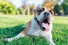 Keep your pets safe during local summer events