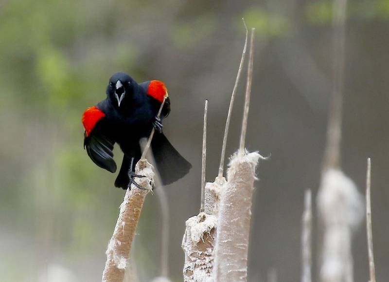 A male red-winged blackbird tries to get noticed as he perches atop a spring growth outside the Wing Park Pool in Elgin. Around this time of year male red-winged blackbirds are at the peak of their beauty and aggressiveness. Brian Hill/Daily Herald Media Group