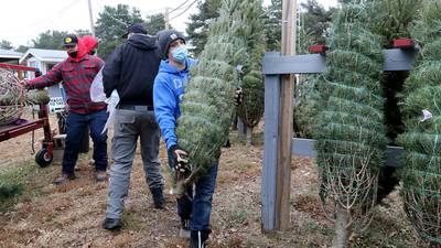 Tree farms prepare for busy season and some offer added attractions