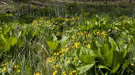 From McHenry County Conservation District: Wetlands at work