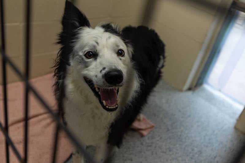 (Dog) Soup sits in kennel on Friday, June 27, 2025 at Loch Countryside Kennel in Peru.