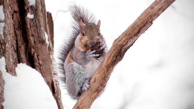 Guided hike in forest preserve to explore winter foods for animals