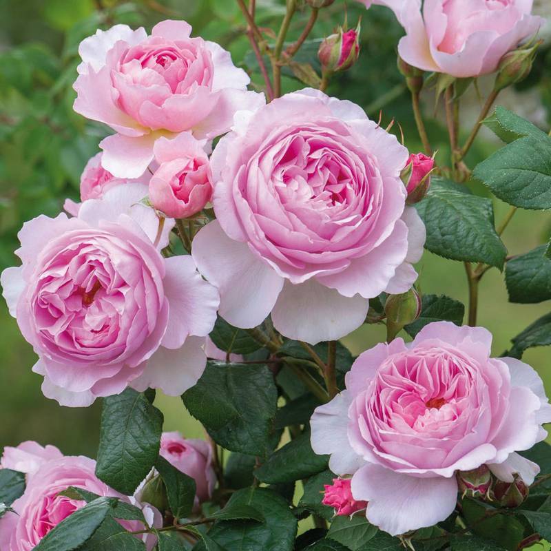 Countryside Flower Shop - Crystal Lake - June is National Rose Month!  Plant Yourself a Rose Garden