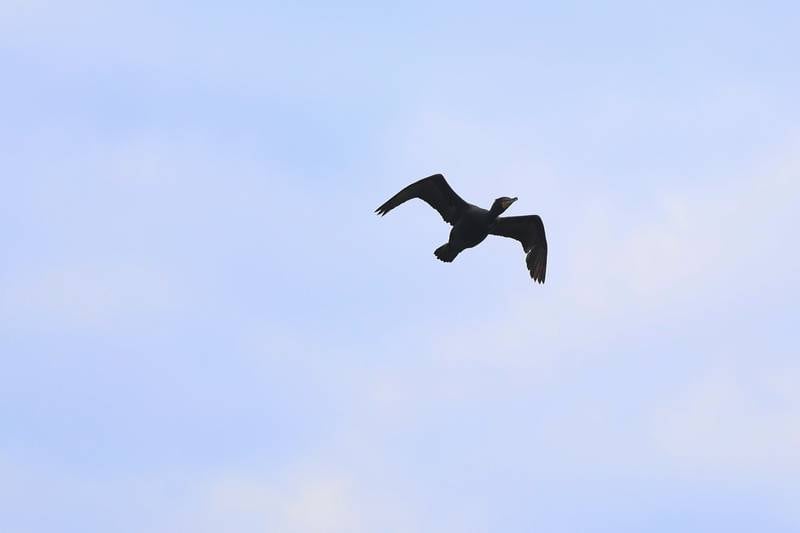 A heron takes flight at the Lake Renwick Heron Rookery Nature Preserve in Plainfield on Thursday, March 26, 2026.