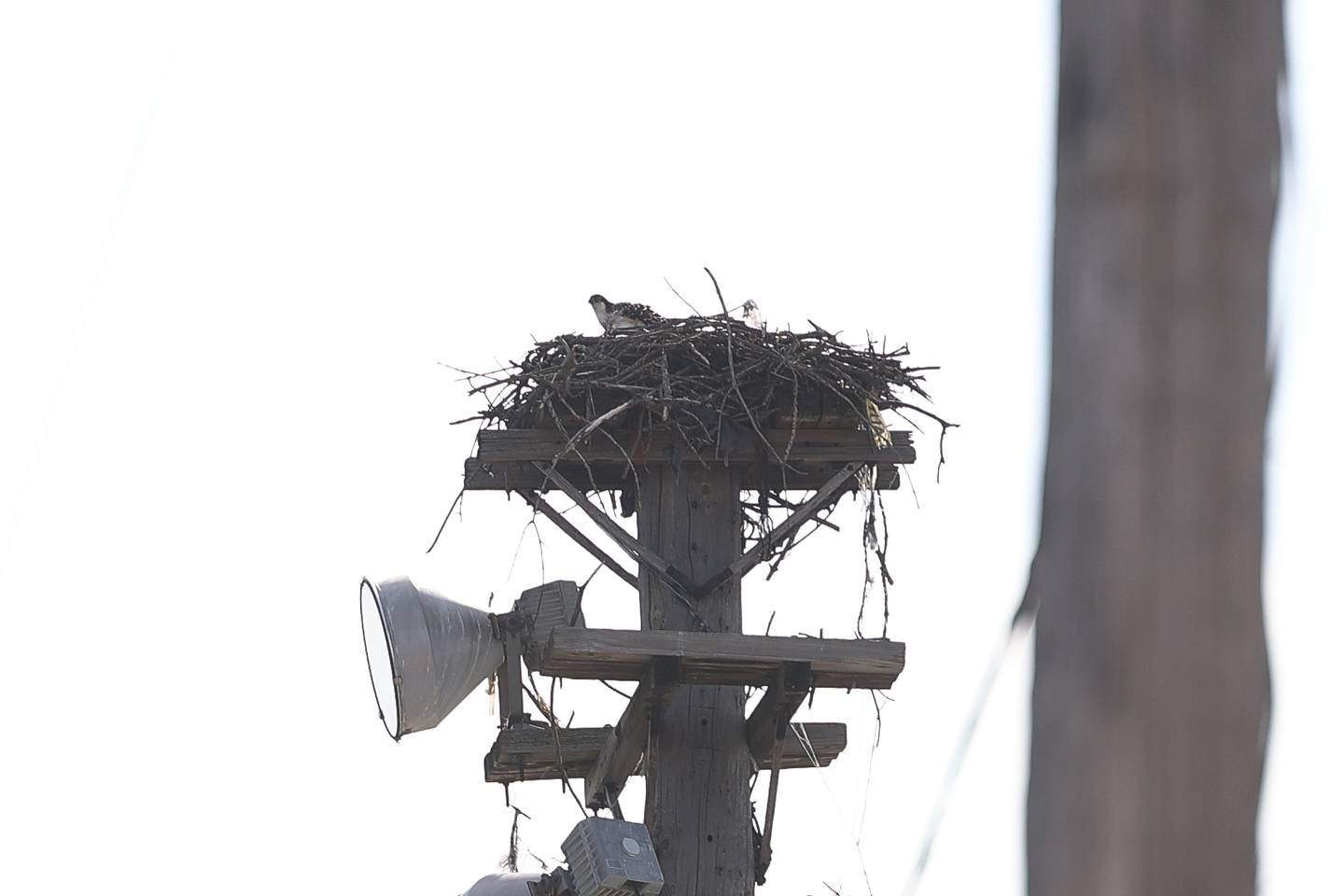 Young osprey sit in a nest high above the DNR decommissioned facility in Romeoville on Tuesday, July 18th, 2023.