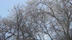 Ice forecasted for northern Illinois with ice storm warning in effect for McHenry County
