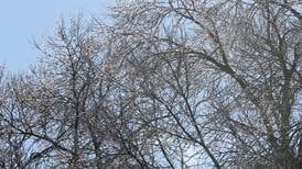 Ice forecasted for northern Illinois with ice storm warning in effect for McHenry County