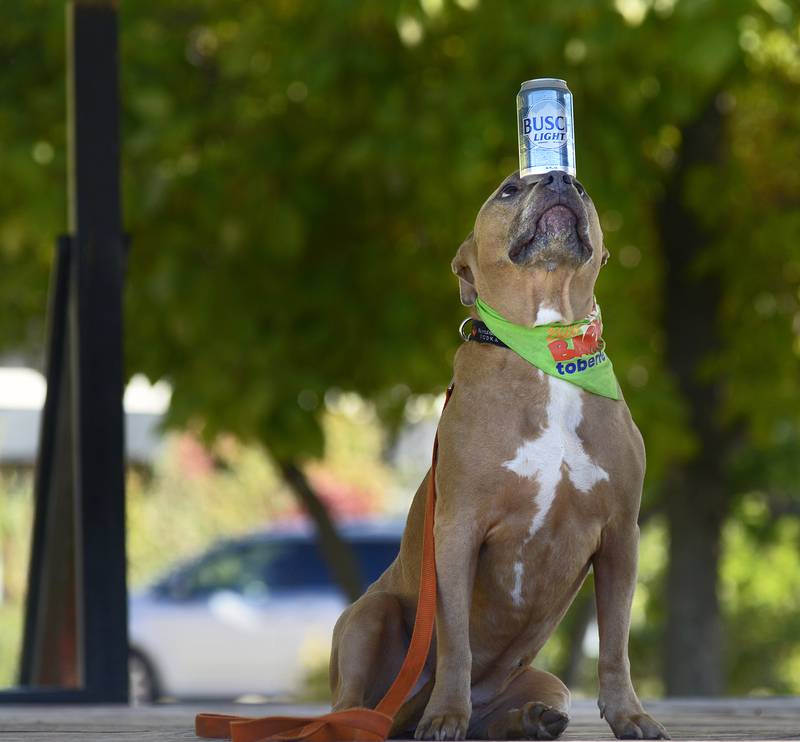 One of the many highlights of the Bill Walsh Barktoberfest was the Top Dog Tricks contest. “Elsa” seen here amazed the audience with her ability to balance a beer can atop her snout for a period of time. Bill’s Barktoberfest took place Saturday at the Jordan Block in Ottawa.