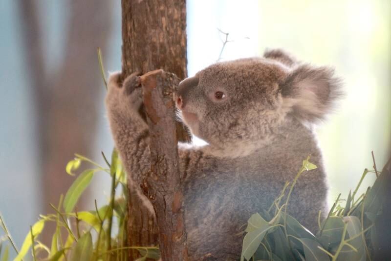 Brumby is one of two male koalas now at home at the Brookfield Zoo’s Hamill Family Play Zoo.The koalas were born at the San Diego Zoo and brought to Brookfield Zoo June 10. The koalas made their first public appearance on Tuesday, June 18, 2024. Brumby, along with Willum, are the first koalas to take residence at the Brookfield Zoo in its 90-year history.