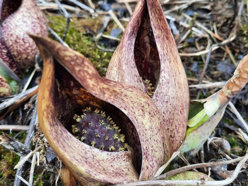 Skunk cabbage in bloom. Later in spring the plant will unfurl its large leaves that, yes, are just as stinky as its flowers. Meanwhile the spathe will fade away and over summer its spadix will form a compound fruit of several compartments, each containing a pea-sized seed—the next generation ready to take root.