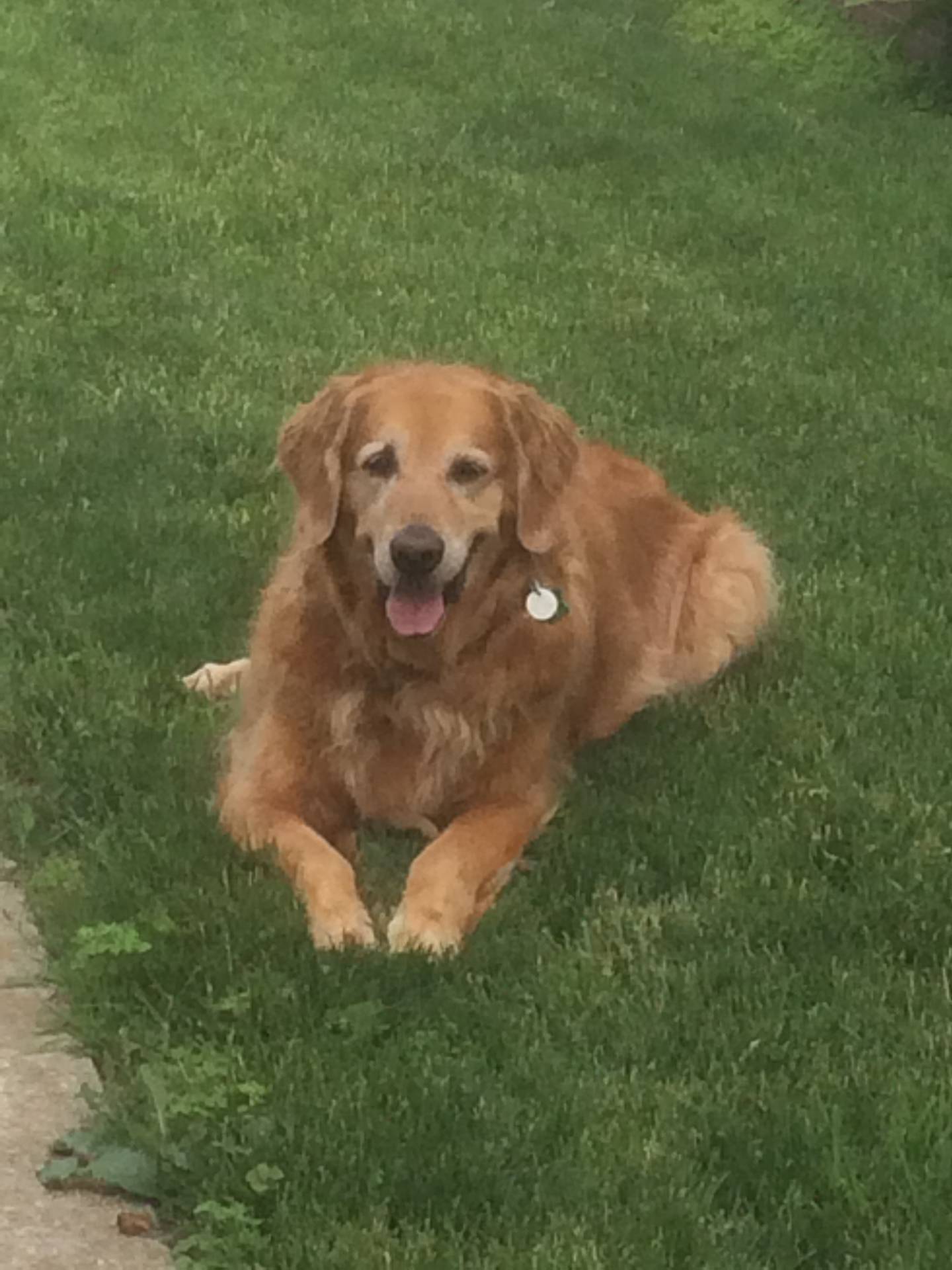 Macy is the 11-year-old dog who was rescued from a sinkhole at a Streator park.