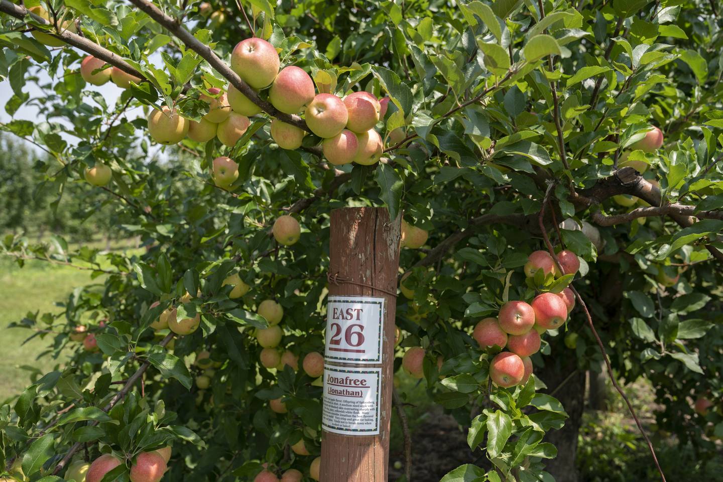 Apple picking season begins on Saturday, August 19, 2023 at Royal Oak Farm in Harvard. Ryan Rayburn for Shaw Local