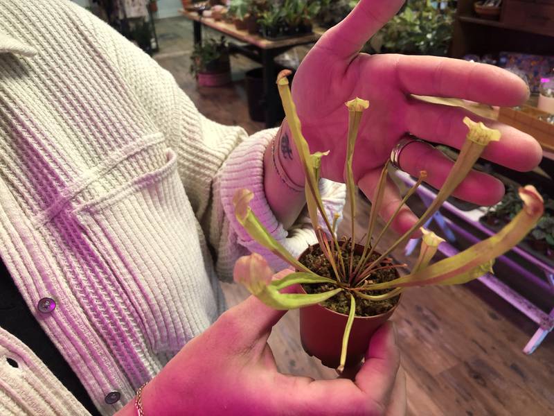 This northern pitcher plant, seen here on Wednesday, Sept. 25, 2024, is native to north east Illinois and is one of the 100 different species of houseplant found at Verdant Sol in downtown McHenry.