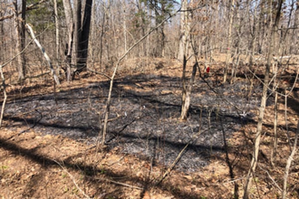 Frequent prescribed burns in forests help young oaks thrive, U of I study finds