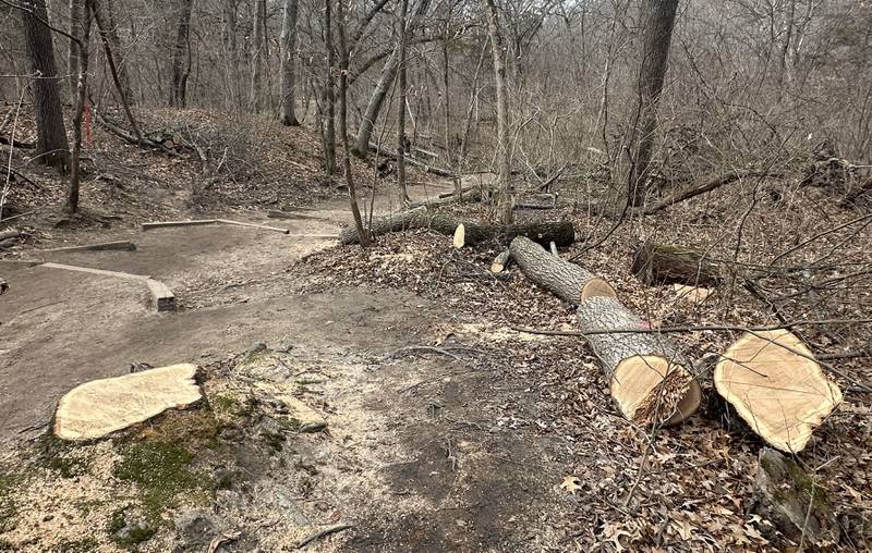 Fresh cut trees lay on the ground near the trailhead to French Canyon as crews begin renovation work on Monday, March 2, 2026 at Starved Rock State Park. A newly constructed bridge will be built here beginning this month. Starved Rock State Park received a 37 million upgrade to trail improvement that is underway and continue through 2026. Trail closures will be announced on the Starved Rock and Matthiessen State Park Facebook pages.