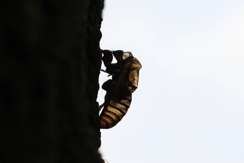 A Cicada shell remains attached to a tree at the Birdhaven Greenhouse in Pilcher Park on Tuesday, May 21, 2024 in New Lenox.