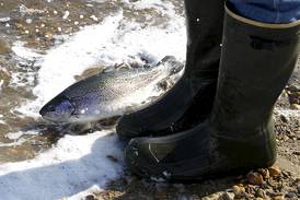 Trout fishing season opens at Cary, Chemung waterways on Saturday