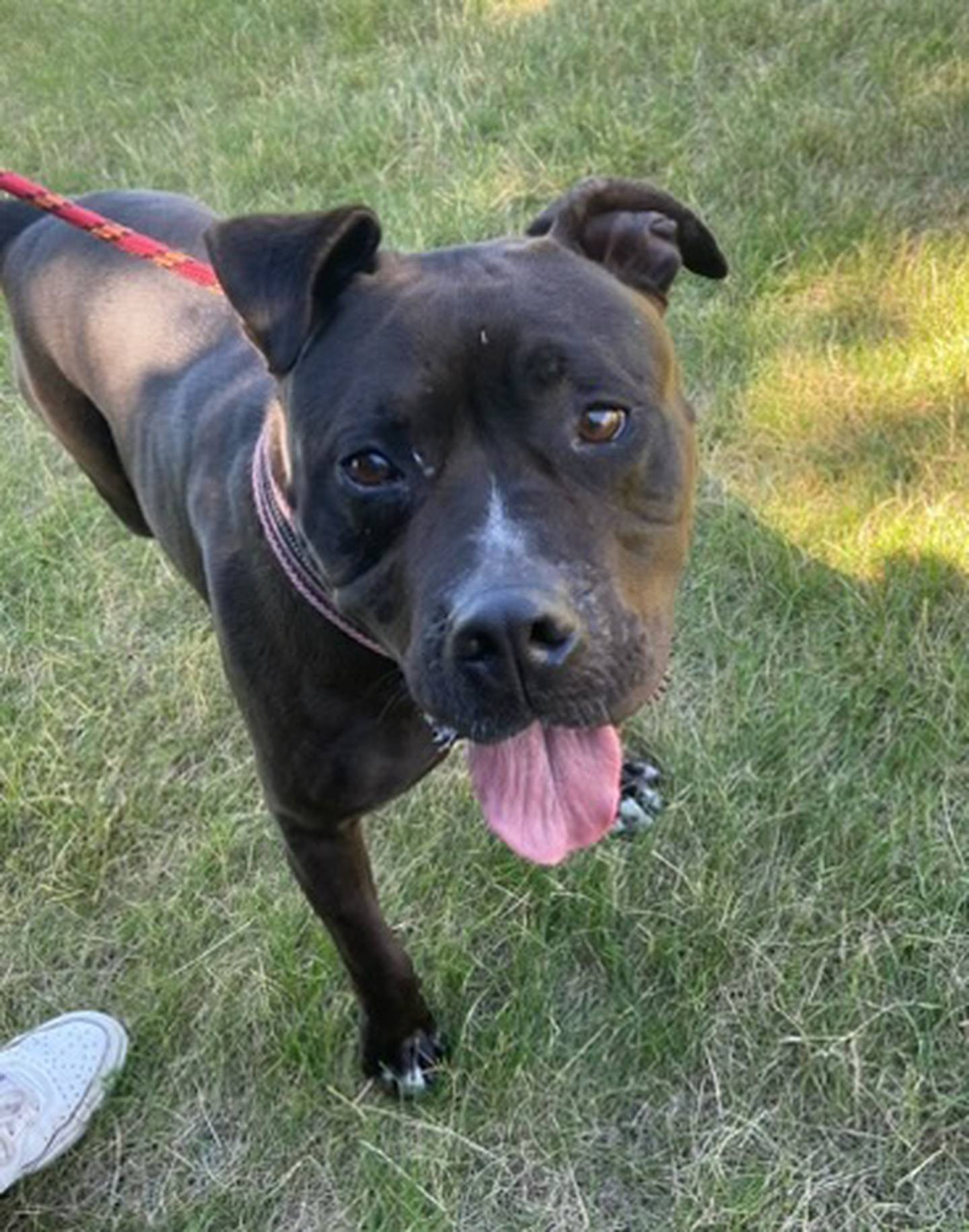 Brie is a 5-year-old terrier who’d make a good family pet. She is attentive, smart and eager to please. She loves children, long walks, cuddling on blankets and Kong toys. She must be the only animal in the home. To meet Brie, email Dogadoption@nawsus.org. Visit nawsus.org.