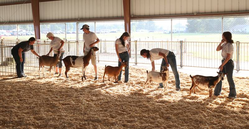 Participants show goats on Thursday, Aug. 24, 2023 at the Bureau County Fair in Princeton.