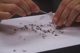 Mosquitos in Channahon have tested positive for West Nile Virus