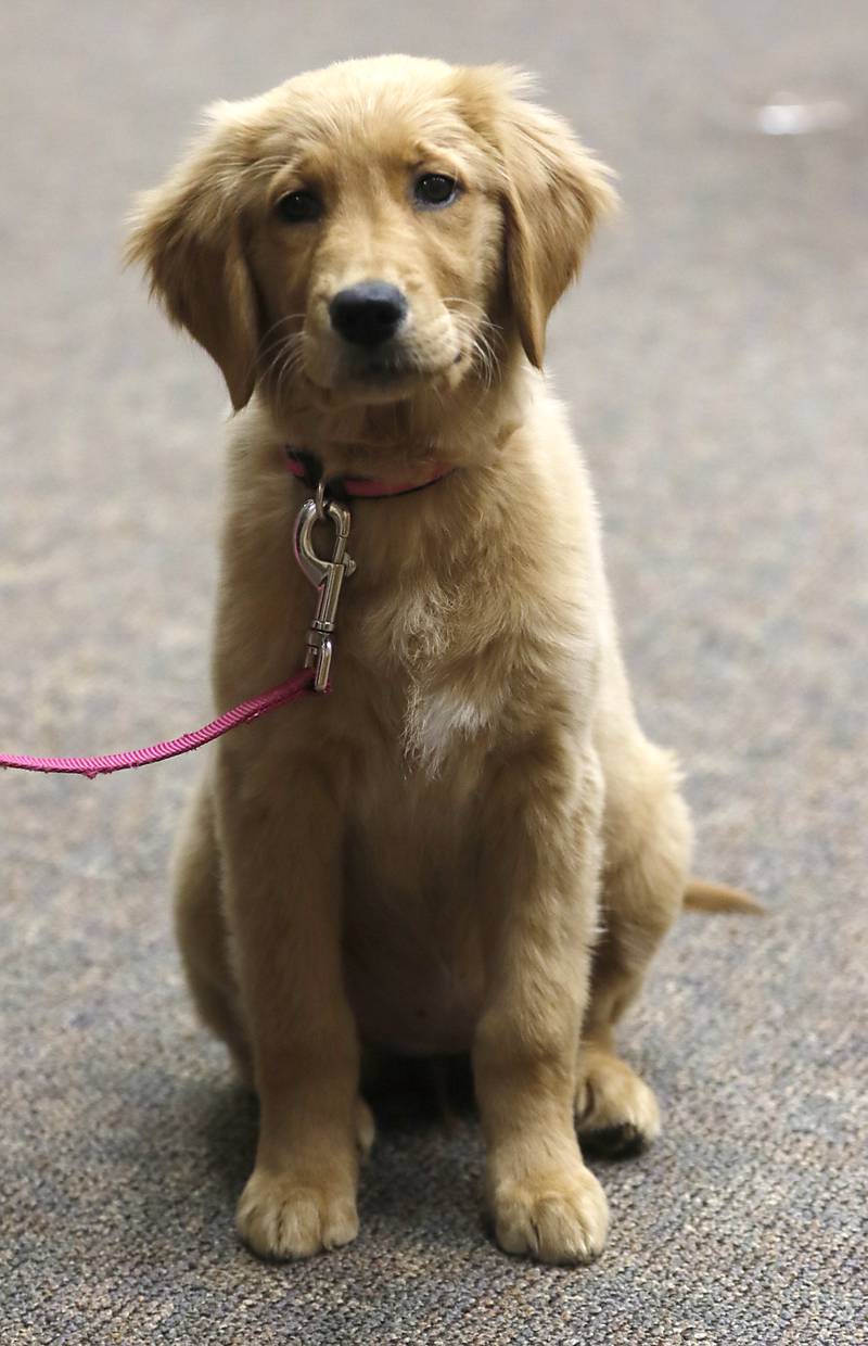 Honey, the new support and comfort golden retriever, on Wednesday, September 11, 2024, in Woodstock. Currently, the puppy is in the socializing stage of her training.