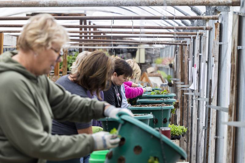 Members of the Dixon in Bloom committee fill baskets with petunia plants Friday, April 4, 2025, at Nichols Greenhouse in Dixon.