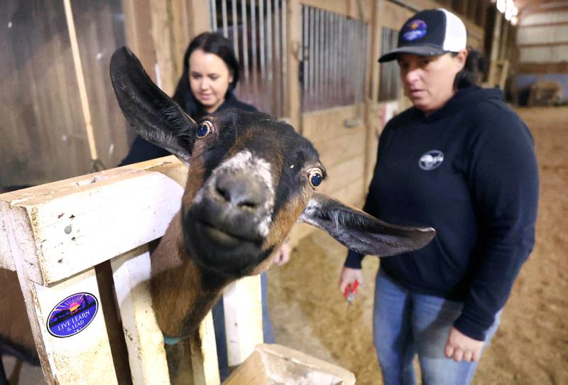 A goat gets ready for a nail trim as Didi Dowling, owner and executive director of Live, Learn and Lead, (right) and Cathy Best, executive director of programs, look on Friday, March 31, 2023, at their barn in Hampshire.