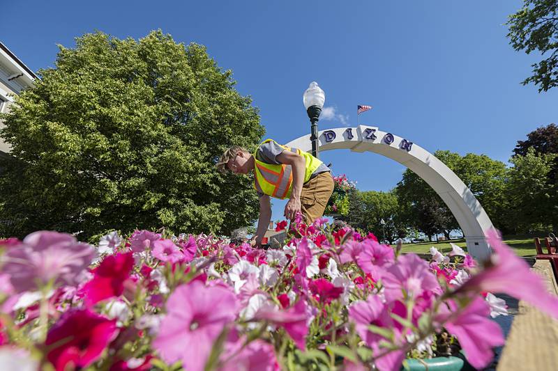 City of Dixon employee James Leslie picks up petunia baskets Wednesday, May 29, 2024. The signature flower of the town was hung on light posts all through the downtown area.