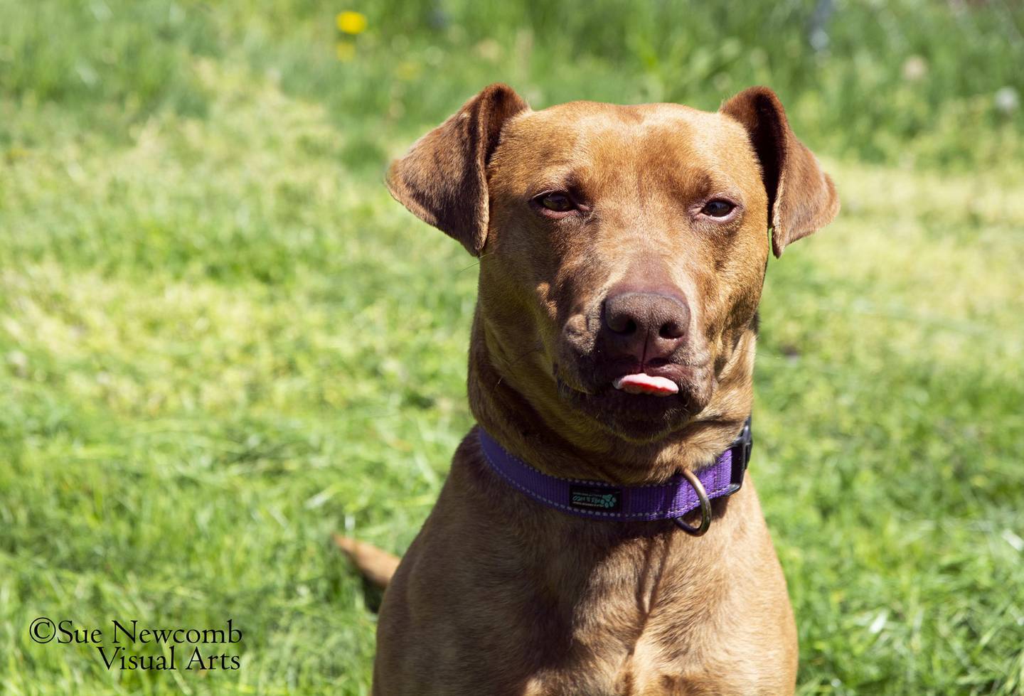 Leo is a male American Staffordshire terrier/dachshund mix who is a happy and goofy. He likes people and other dogs. He needs an owner willing to work on Leo’s training. Contact the Will County Humane Society at willcountyhumane.com and follow the instructions for the adoption process.