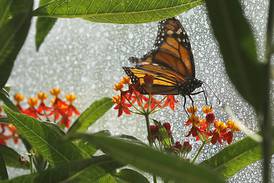Bees and butterflies return to Crystal Lake Nature Center; Butterfly House opening Saturday