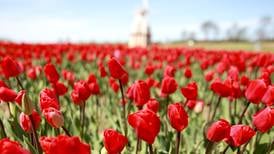 Tickets on sale now for Midwest Tulip Fest at Kuiper’s in Maple Park 