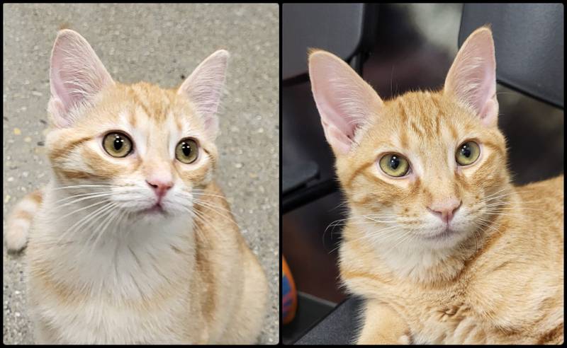 Kasia (left) and Kramer are Save-A-Pet's pets of the week for Oct. 3, 2024.