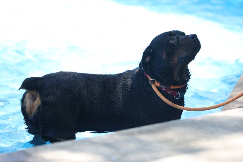 Mazel, a 2-year-old Rottweiler, cools off in the fountain on Saturday at Paws on 66 Pet Rescue Day in downtown Joliet.