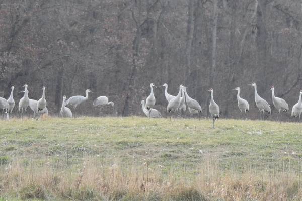 Learn about Sandhill cranes as part of Geneva lecture series