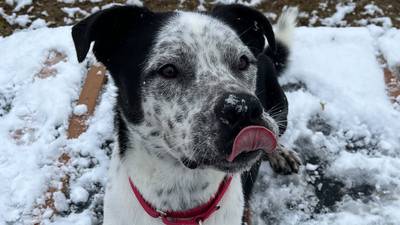 Fun-loving dog ready to share his zest for life with forever family