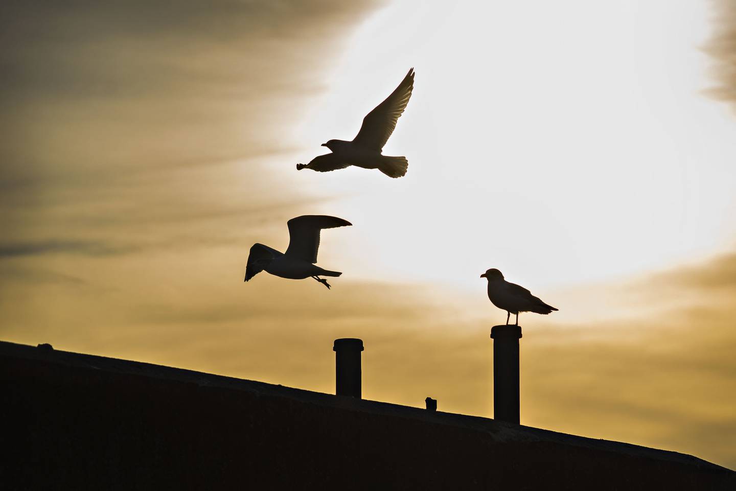 Gulls wont be the only things being able to get a birds eye view from atop of the old railroad pylons in the Dixon. The city received a grant to build a pedestrian bridge joining the two sides of the river.