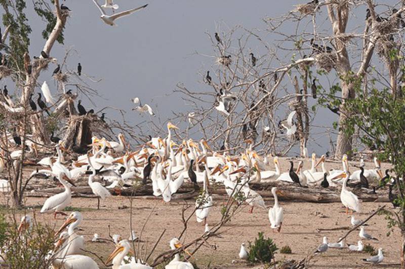 American white pelicans are summering at the Upper Mississippi River National Wildlife and Fish Refuge's Pool 13 near Clinton, Iowa. Refuge staff report that the pelican population is about 3,000, up from a few hundred a few years ago after arriving in the early 1990s. Photo submitted by the U.S. Fish and Wildlife Service.